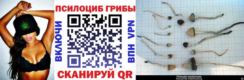 blacksprut онион  Кизилюрт  Галлюциногенные грибы Cubensis 